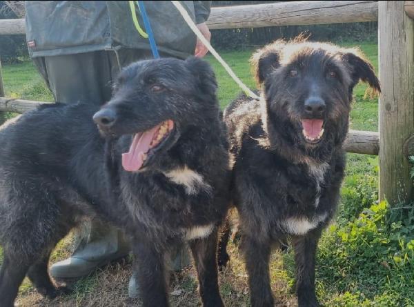 2fratelli mix Spinoni adulti salvati 4anni fa da 1lager.NAPOLI Foto 8